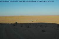 rollersliberoit_15_small.jpg
